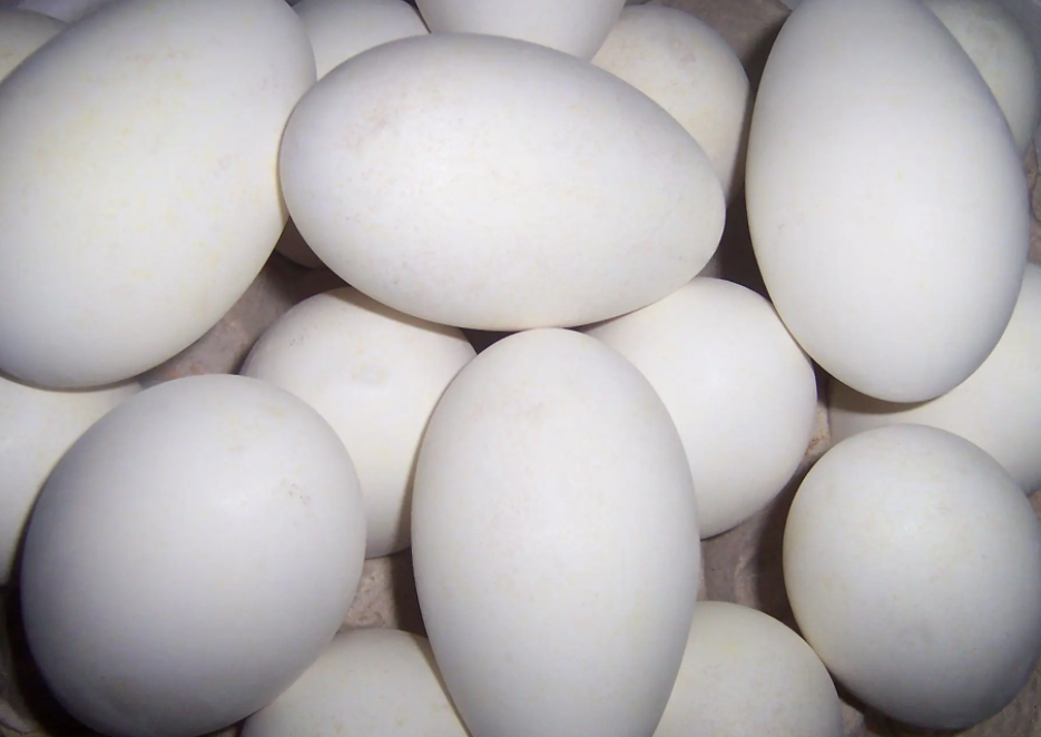 宝鸡鹅蛋检测,鹅蛋检测费用,鹅蛋检测多少钱,鹅蛋检测价格,鹅蛋检测报告,鹅蛋检测公司,鹅蛋检测机构,鹅蛋检测项目,鹅蛋全项检测,鹅蛋常规检测,鹅蛋型式检测,鹅蛋发证检测,鹅蛋营养标签检测,鹅蛋添加剂检测,鹅蛋流通检测,鹅蛋成分检测,鹅蛋微生物检测，第三方食品检测机构,入住淘宝京东电商检测,入住淘宝京东电商检测